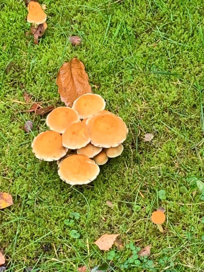 Vosseveen 62 ゼルヘーム エクステリア 写真